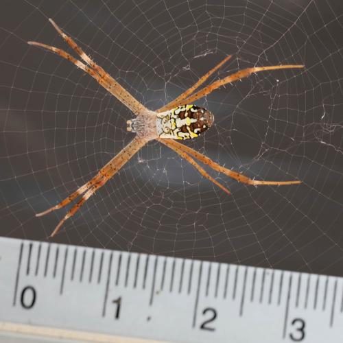 Argiope sp.